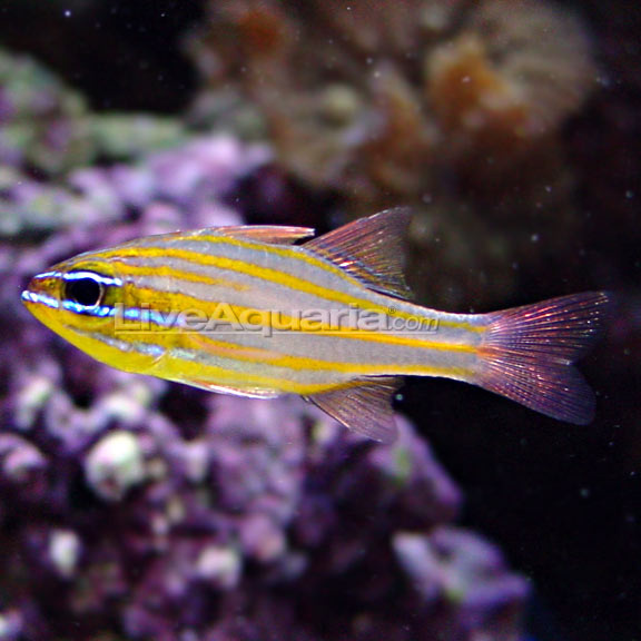 Cute chubby chicks Orande striped cardinal fish