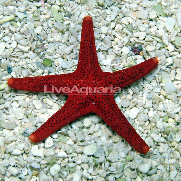 Red Sea Star