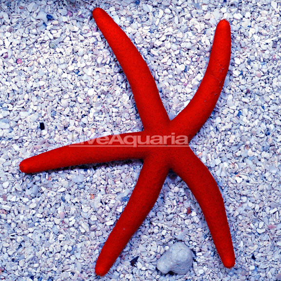 Orange Sea Star