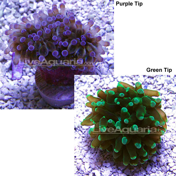 Grape Coral, Aquacultured USA