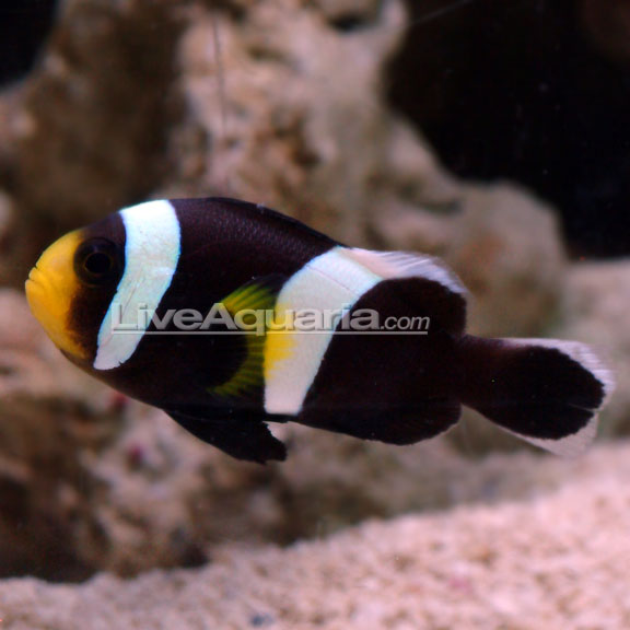 دلقک ماهی زین دار آفریقایی ( saddle back clown fish )    