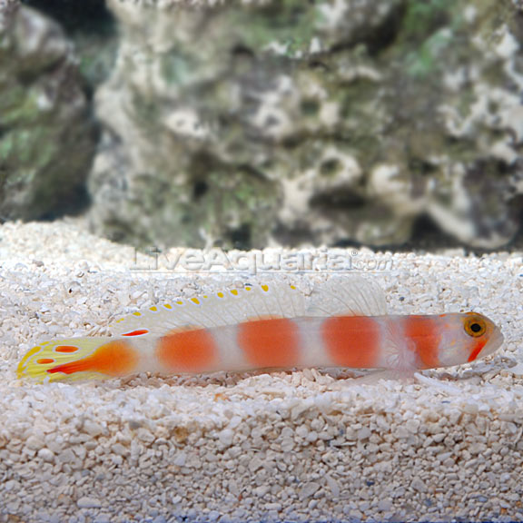 levering frynser kort Pinkbar Goby Shrimp Gobies: Saltwater Aquarium Fish for Marine Aquariums