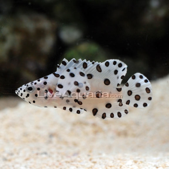 Panther Grouper | Grouper Do Not Sell Kjk Panther Grouper | Grouper Do Not Sell Kjk