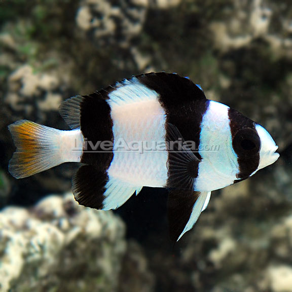 دامسل تاکسیدو ( tuxedo damsel fish ) 