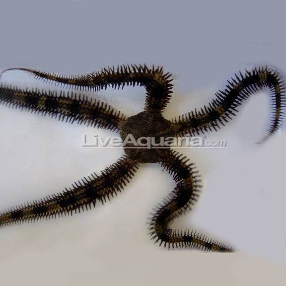 Brittle Sea Star, Banded