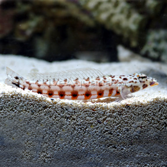 Sandhopper Blenny (Red Stripe Sand Perch): Saltwater