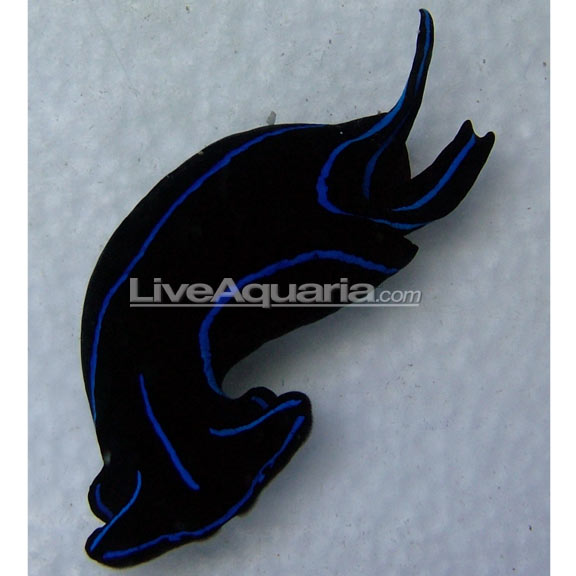 saltwater invertebrates for marine
