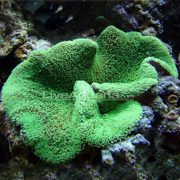 Haddon's Carpet Anemone, Metallic Green