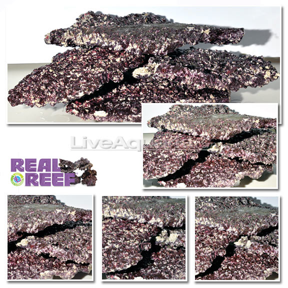 reef rock for coral