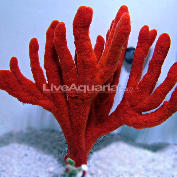 Tree Sponge Saltwater Aquarium Sponges