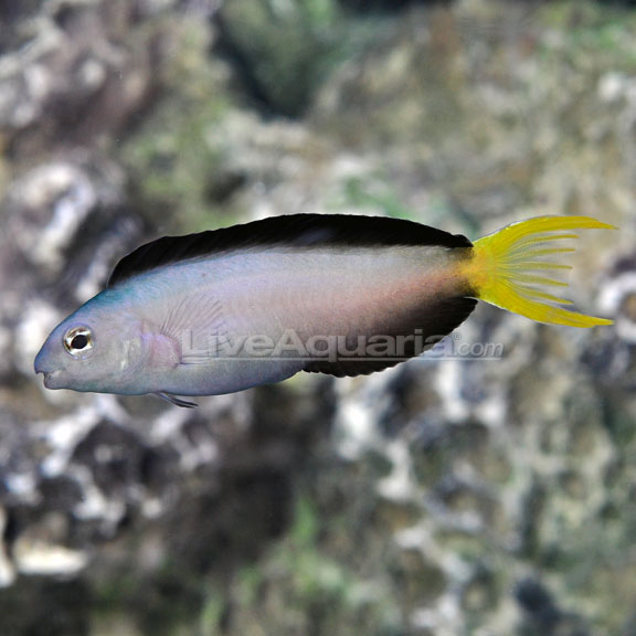 Harptail Blenny