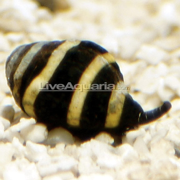 Bumble Bee Snail