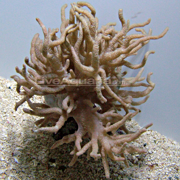 saltwater aquarium corals for
