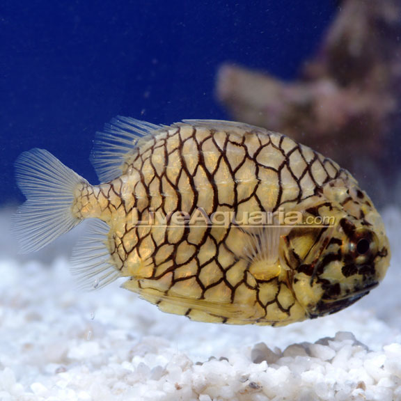 Pinecone Fish (Pineapple Fish on Knight-fish): Saltwater Aquarium Fish