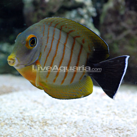 Mimic Eibli Tang: Saltwater Aquarium Fish for Marine Aquariums