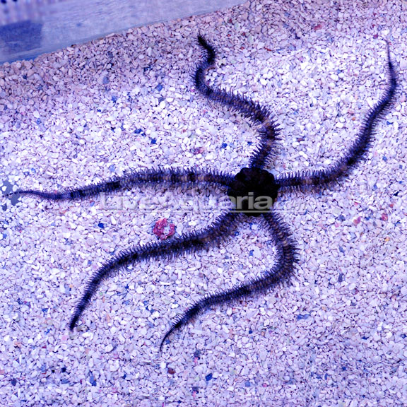 Brittle Sea Star, Fancy Starfish Saltwater Aquarium Invertebrates
