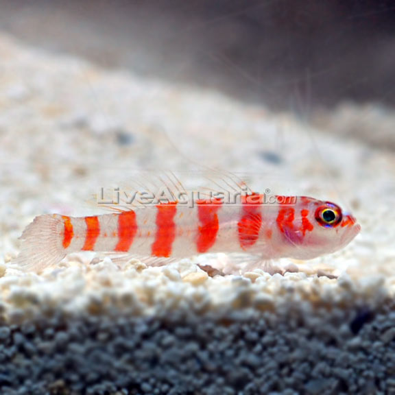 sprogfærdighed Souvenir Sodavand Red Striped Goby: Saltwater Aquarium Fish for Marine Aquariums