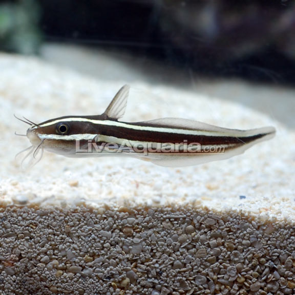 Coral Catfish Saltwater Aquarium Fish for Marine Aquariums