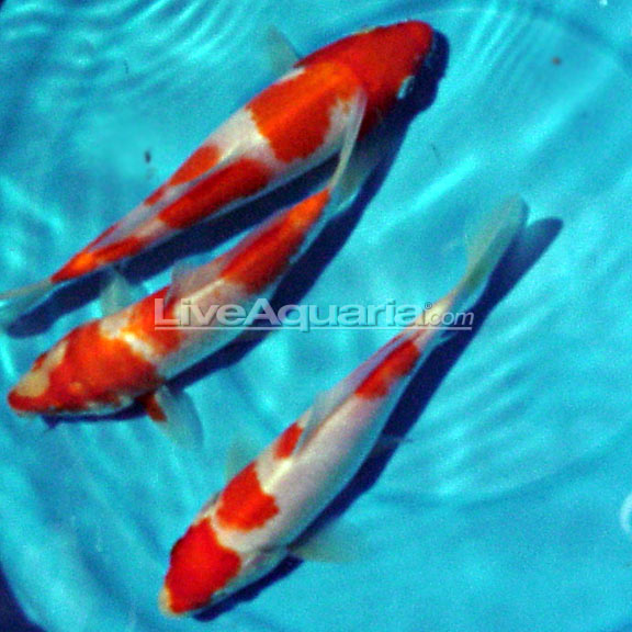 2024人気No.1の Quality High Kohaku Koi, Fish Koi Quality High Strain: Japan ミュージシャン