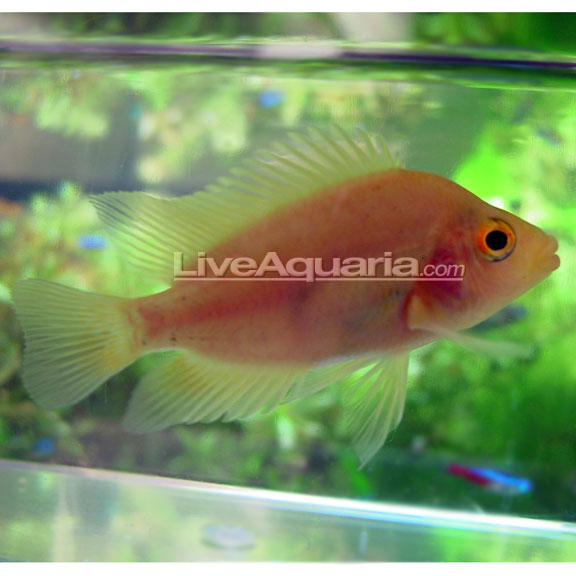 Red Devil South American Cichlid: Tropical Fish for Freshwater Aquariums