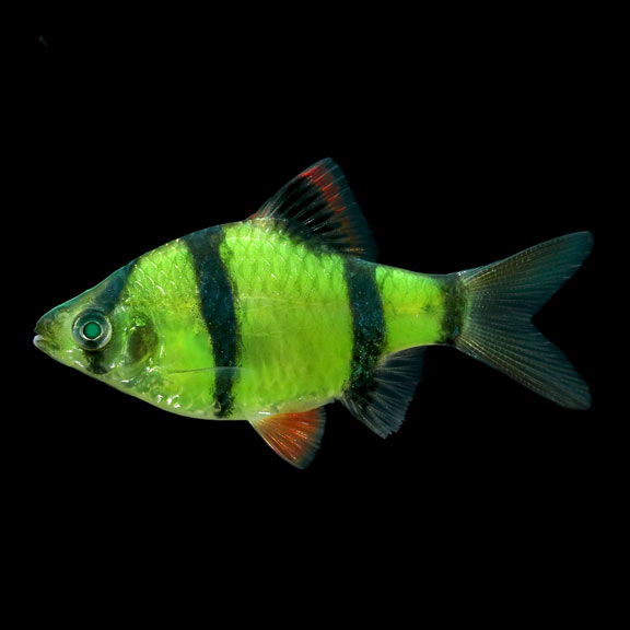 GloFish®, Electric Green® Barb Tropical Fish for Freshwater Aquariums