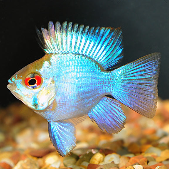 Electric Blue Balloon Ram Group EXPERT ONLY: Tropical Freshwater Aquarium  Fish