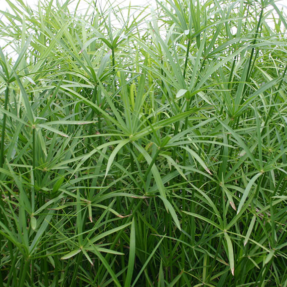 Umbrella Palm Bog Plants Plants for Ponds & Water Gardens