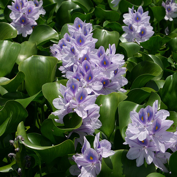 Water Hyacinth Floating Pond Plant Plants for Ponds & Water Gardens