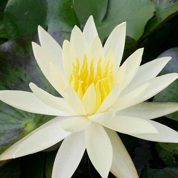 Sulphurea and Sulphurea Okeechobee Hardy Water Lilies Plants for Ponds