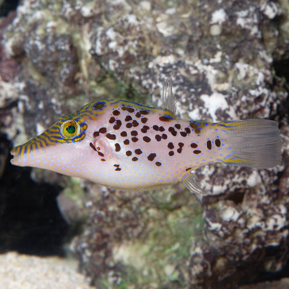 Leopard Toby Puffer Saltwater Aquarium Fish for Marine Aquariums