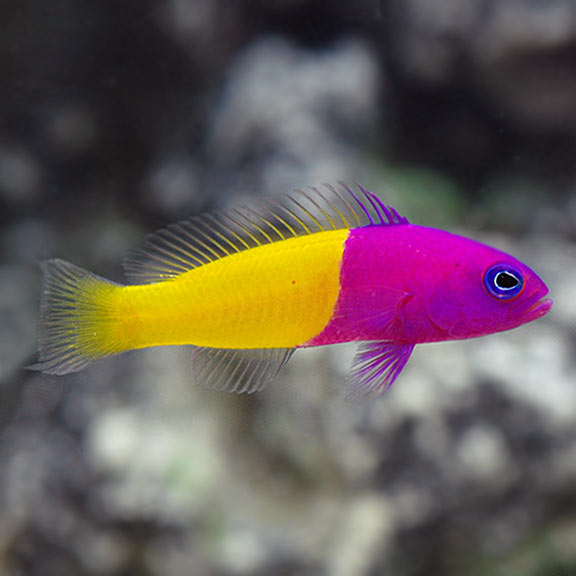 Dottyback Fish | Saltwater Aquarium Fish For Marine Aquariums Blue Eye Royal Dottyback Fish | Saltwater Aquarium Fish For Marine Aquariums Blue Eye Royal