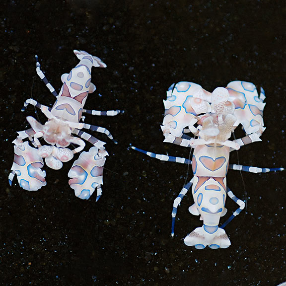 Harlequin Shrimp Saltwater Aquarium Invertebrates