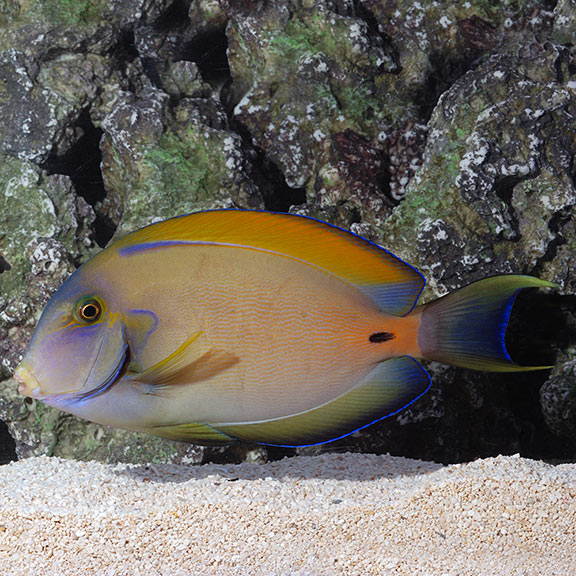 Fowleri Tang: Saltwater Aquarium Fish for Marine Aquariums