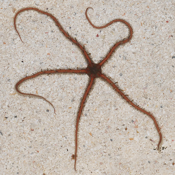 Brittle Sea Star, Knobby Fancy Saltwater Aquarium Invertebrates