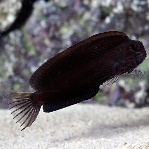 Black Combtooth Blenny: Saltwater Aquarium Fish for Marine Aquariums