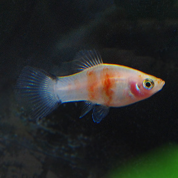 Tiger Ruby Platies