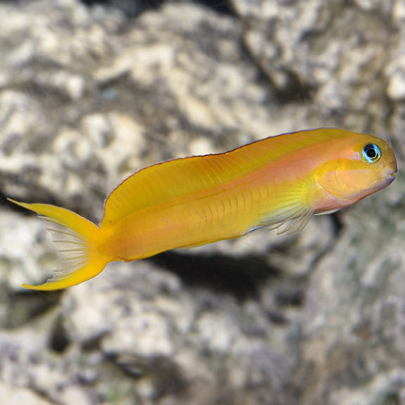 lg71783MidasBlenny.jpg