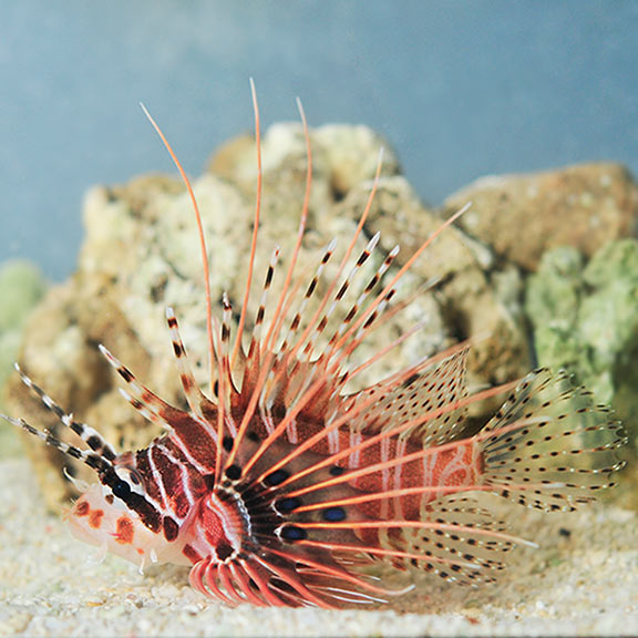 antennata lionfish