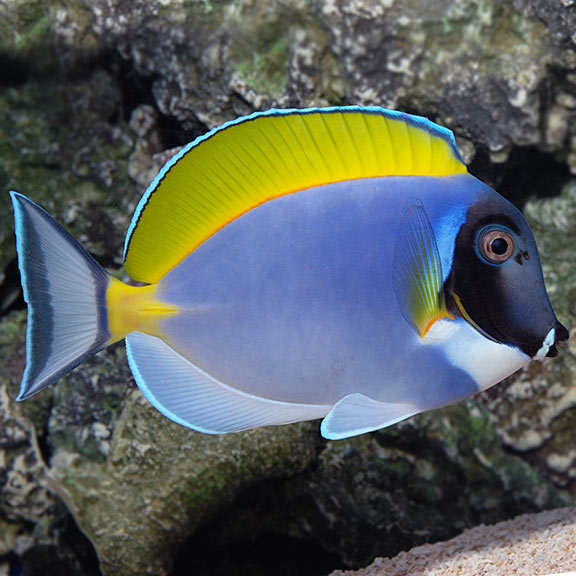 Powder Blue Tang: Saltwater Aquarium Fish