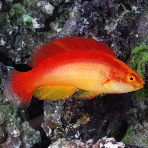 Flame Fairy Wrasse