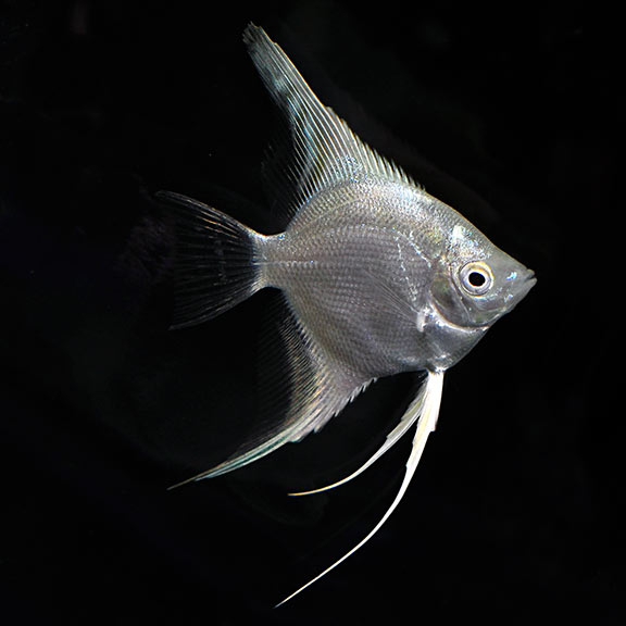 Platinum Angelfish