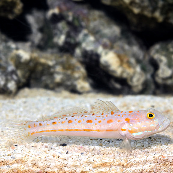 Flame Hawkfish