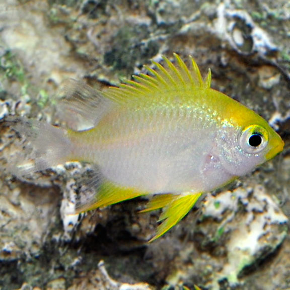 saltwater aquarium fish for