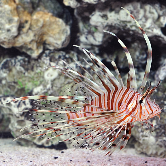 saltwater aquarium fish for