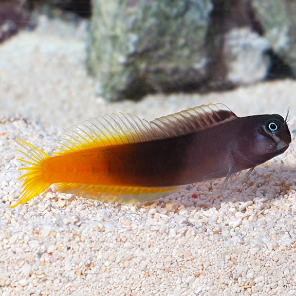 Bicolor Blenny