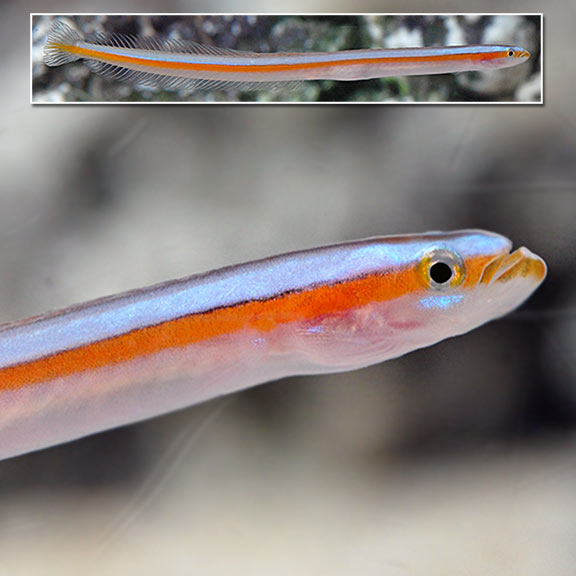 Rainbow goby care hot sale