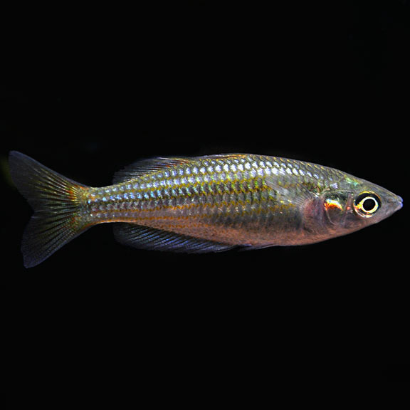 Australian rainbow clearance fish