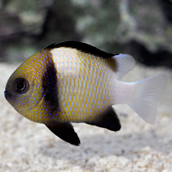 Cloudy Damselfish