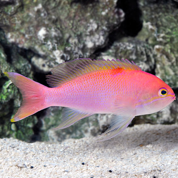 Bali Lunate Anthias, Pseudanthias cf. lunulatus: Saltwater Aquarium Fish  for Marine Aquariums