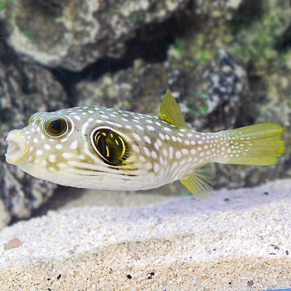 Saltwater Aquarium Puffer Fish